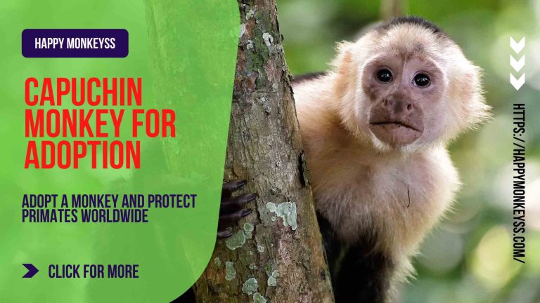 capuchin monkey for adoption