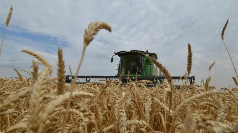 G7 criticises India decision to stop wheat exports